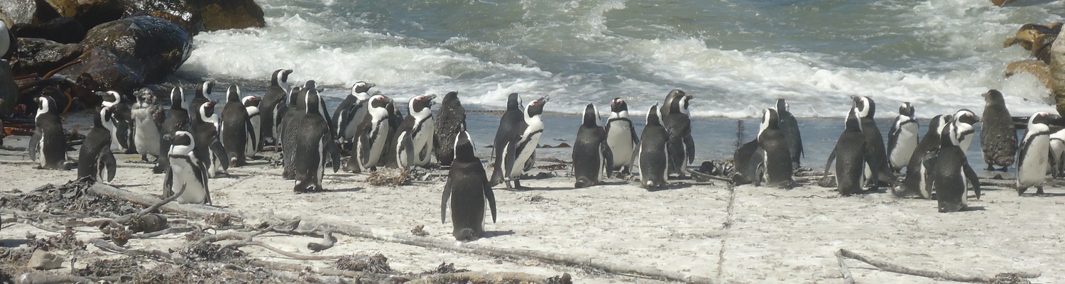 African Penguins at Stoney Point Betty's Bay Western Cape. Clarence Drive R44
